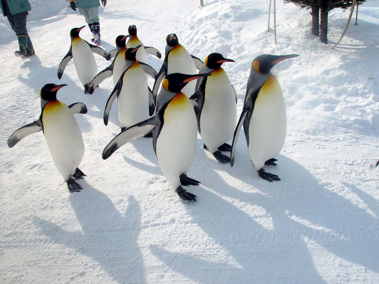 旭山動物園 企鵝散步